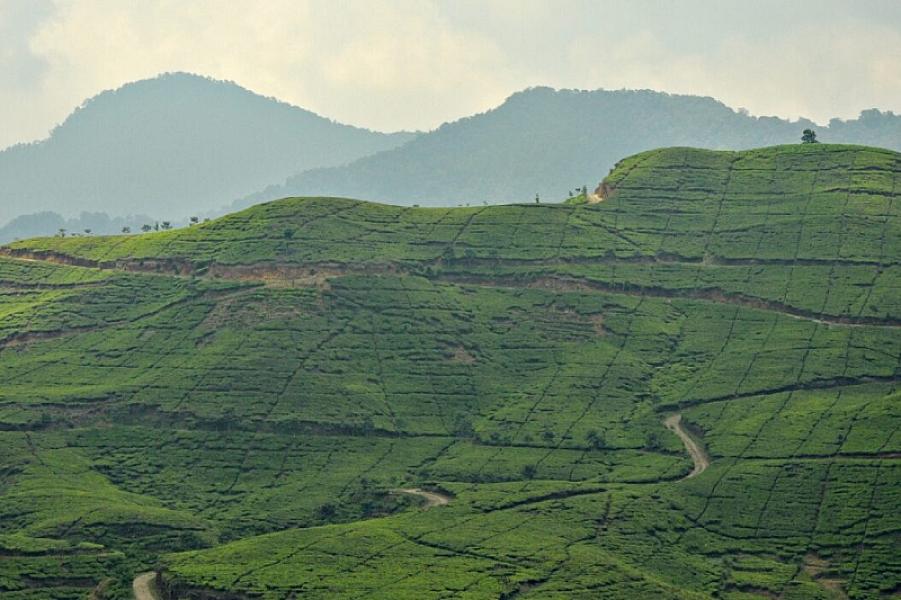 Pemandangan Perbukitan Hijau